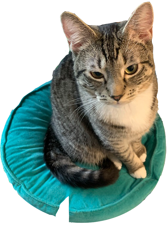 Cute cat